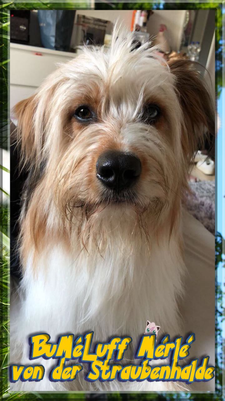 Wäller von der Straubenhalde